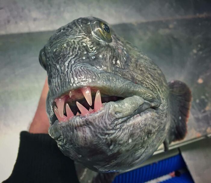 "Dinosaurs Did Not Die Off, They Simply Disguised"