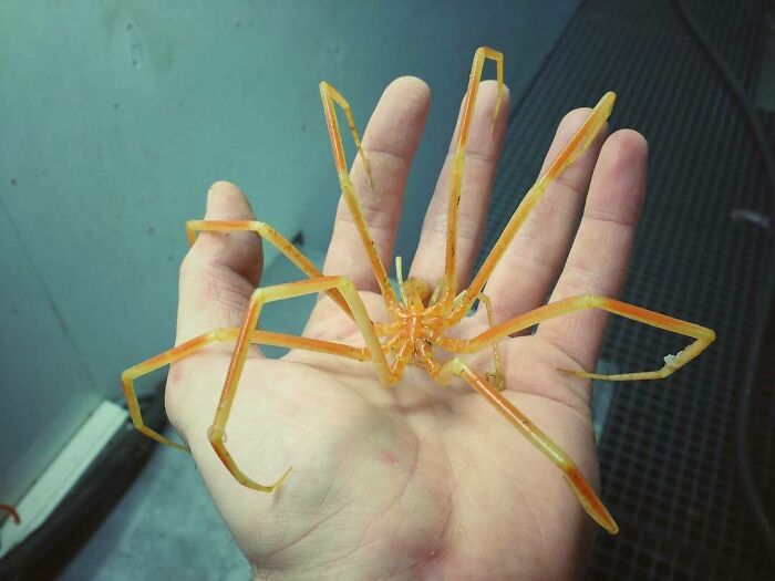 "Sea Spider. Bigger And Faster"