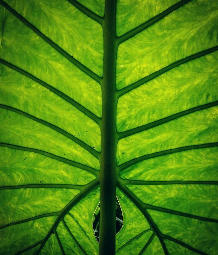 "Geometry In Nature". Botanical Garden In Madrid
