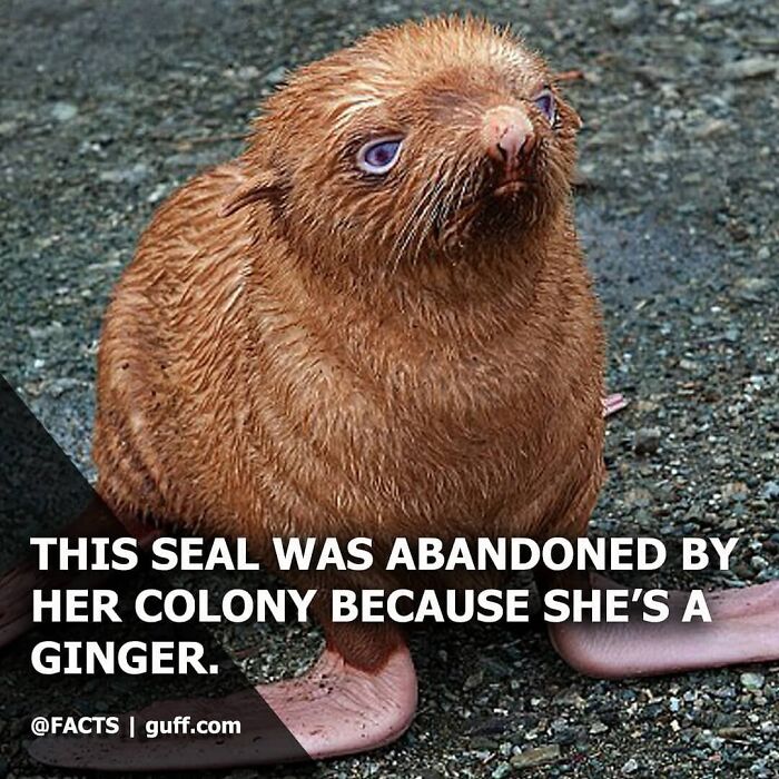 Ginger seal abandoned by colony shown on rocky shore illustrating interesting facts about our world animal behavior.
