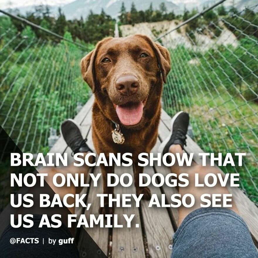 Double-Tap If You Consider Your Pet Family! 🐶 😻 ❤️ #facts #dogs #dogsofinstagram