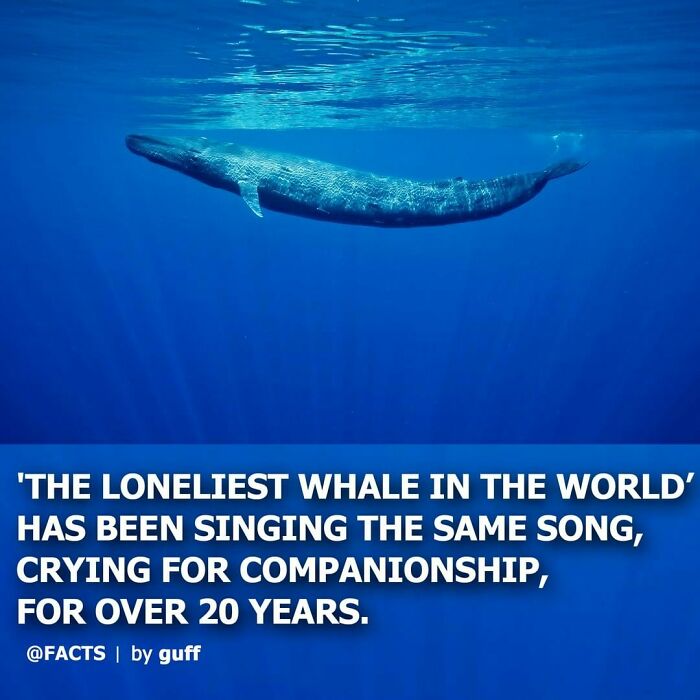 Blue whale swimming alone underwater illustrating interesting facts about our world shared by Instagram account facts.