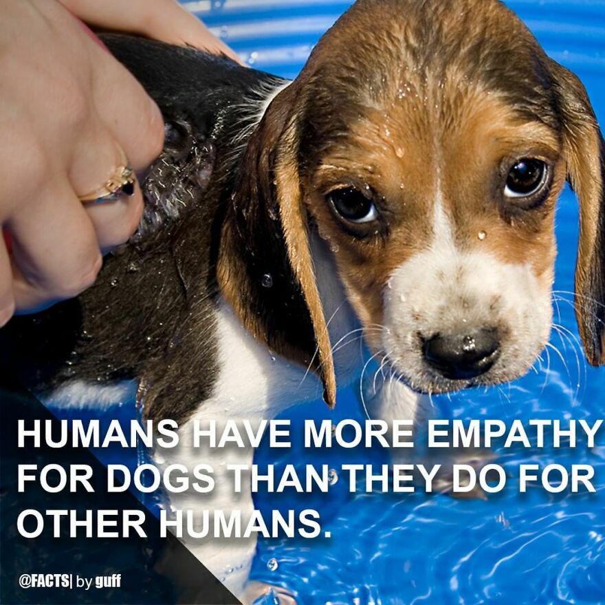 Two Different Studies -- One By Medical Research Charity Harrison's Fund And The Other By Two Northeastern University Professors -- Concluded That Humans Get More Upset By Stories Of Dogs Being Beaten Up Or Hurt Than Humans Going Through The Same, And Are More Likely Donate To A Dog In Need Than A Human. Are You Surprised?? We'd Love To Hear Your Thoughts In The Comments. #facts #dogs #animalfacts #dogfacts #empathy