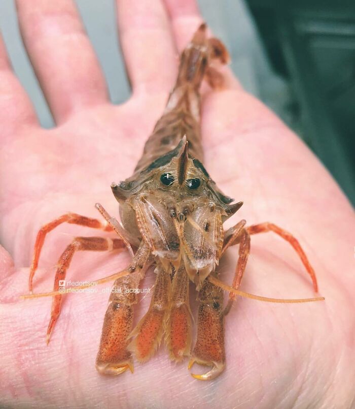 "It’s A Bering Shrimp"