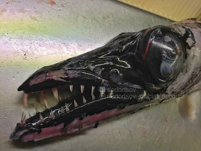 "Black Scabbardfish"