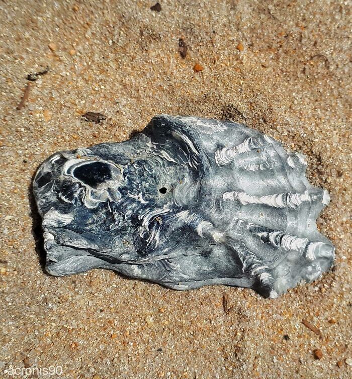 "It's An Oyster Shell"