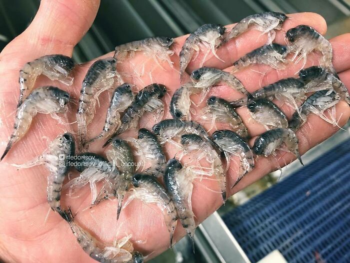 "Themisto Libellula Is A Marine Amphipod Of The Family Hyperiidae. They Are Found In Large Quantities In Arctic Water"