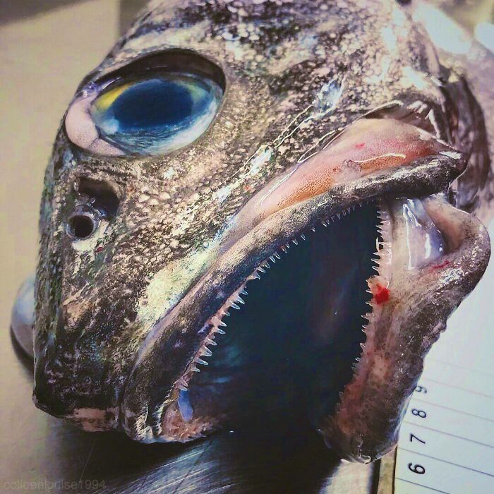 "One Of The First Things You Notice When You See A Grenadier Are The Gigantic Eyes In A Gigantic Head"