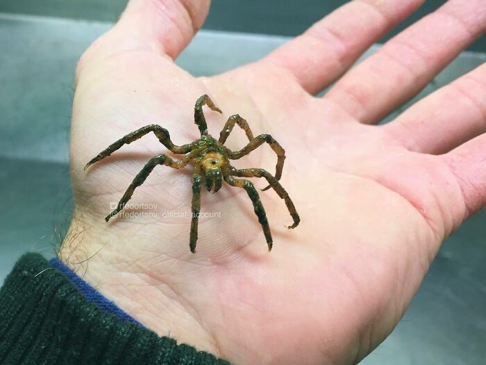 "Incidentally, I'm Scared Of Spiders"