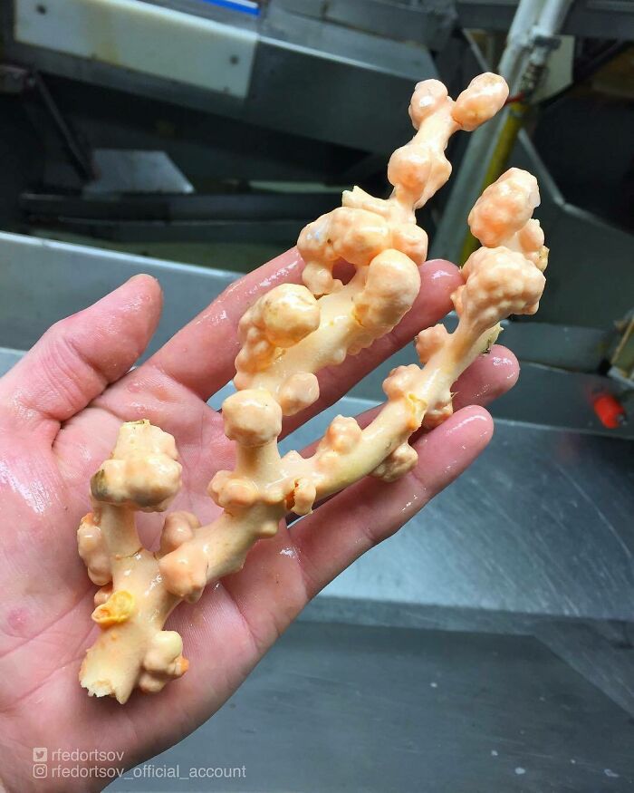 "Congratulating All Girls With The 8th Of March!"