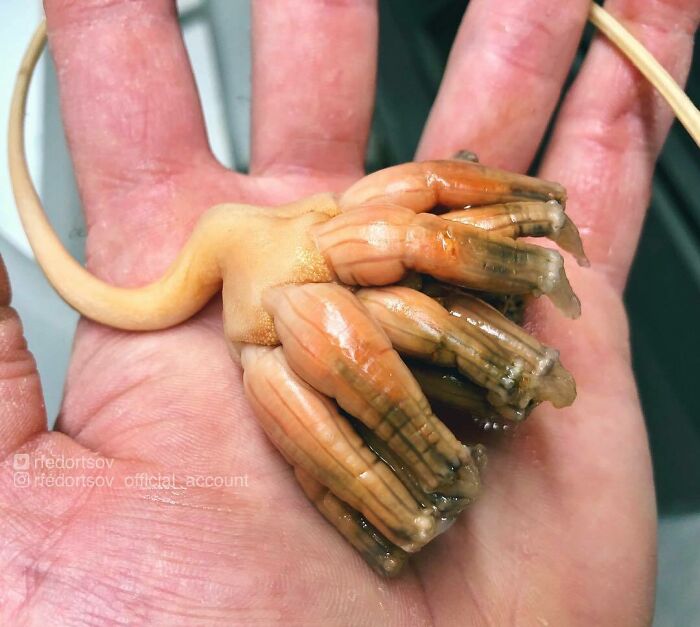 "Elon Musk, Bring Me Anything Like That From Mars"