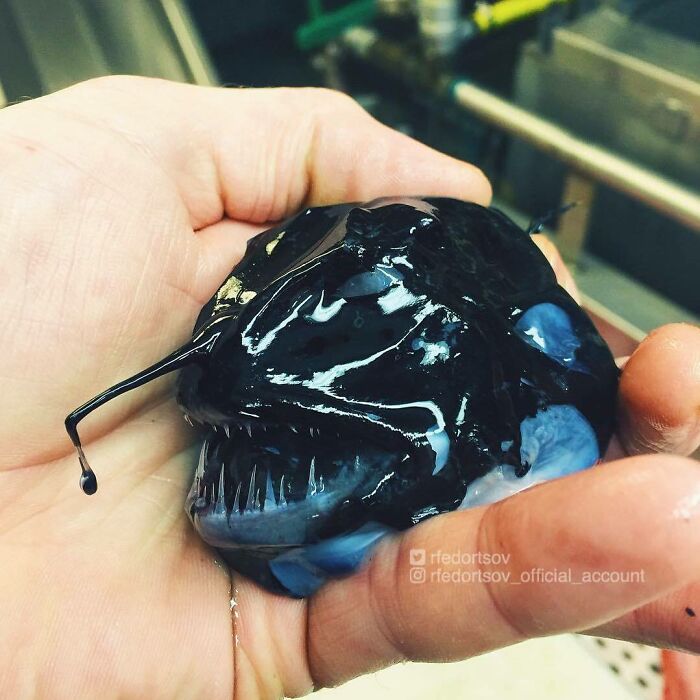 "Now I Am Very Sorry That I Did Not Take More Pictures Of This Sea Creature - Deep Sea Angler"