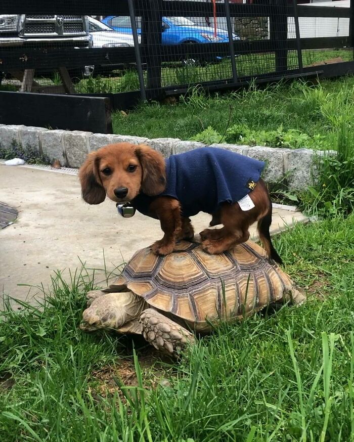 Franklin Wants To Know If This Is Going To Be A Regular Thing. Noodle Says Probably