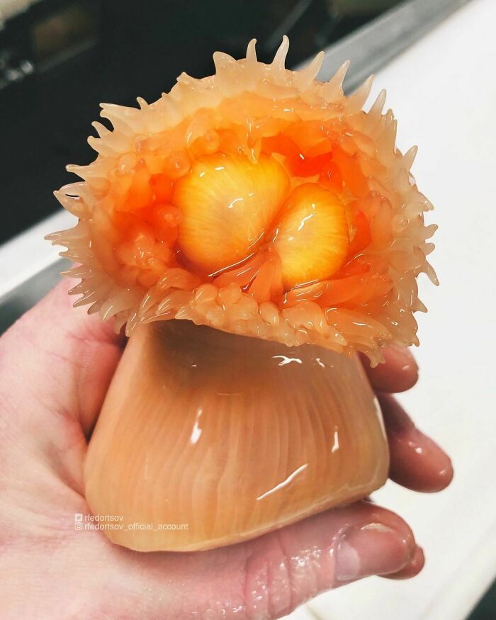 "Sea Anemones (Sea Anemones) Are Predatory Invertebrates"