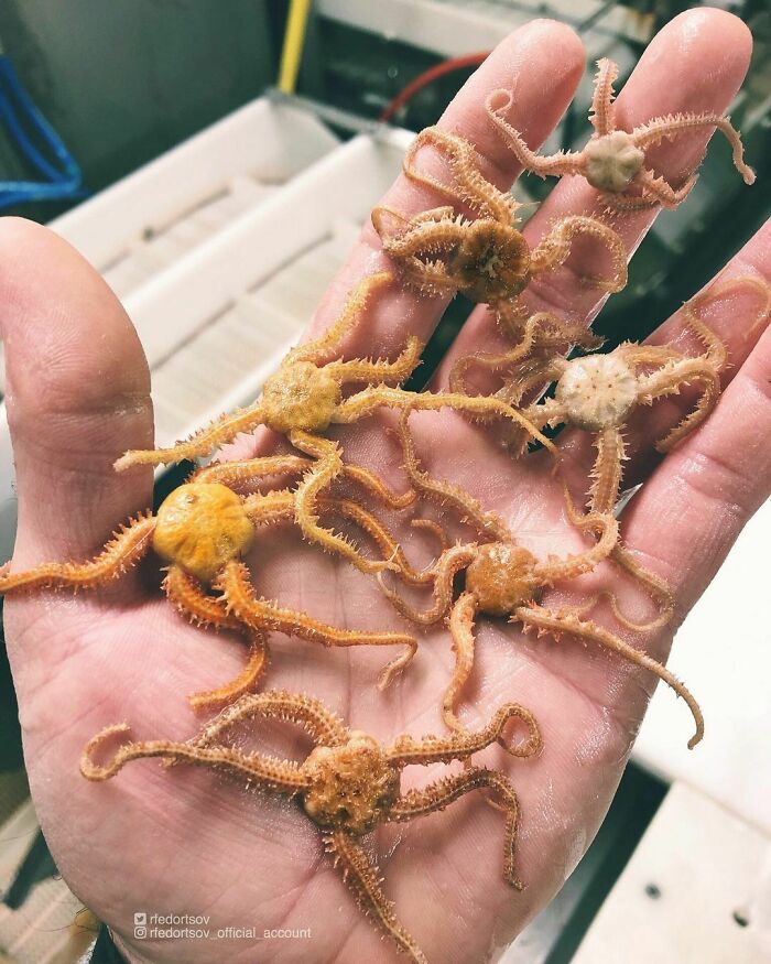 Brittle Stars