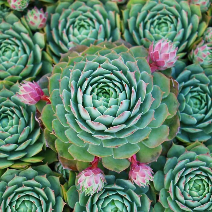 This Perfectly Symmetrical Sempervivum