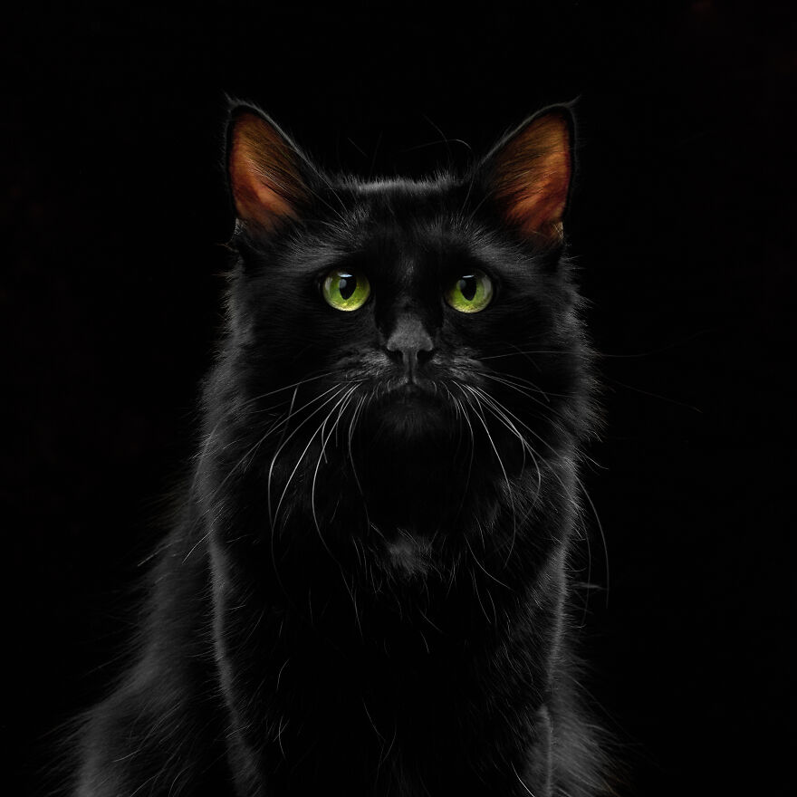 These Are Not Just Cats. They Are All Artists Of The Unique Cat Theater.