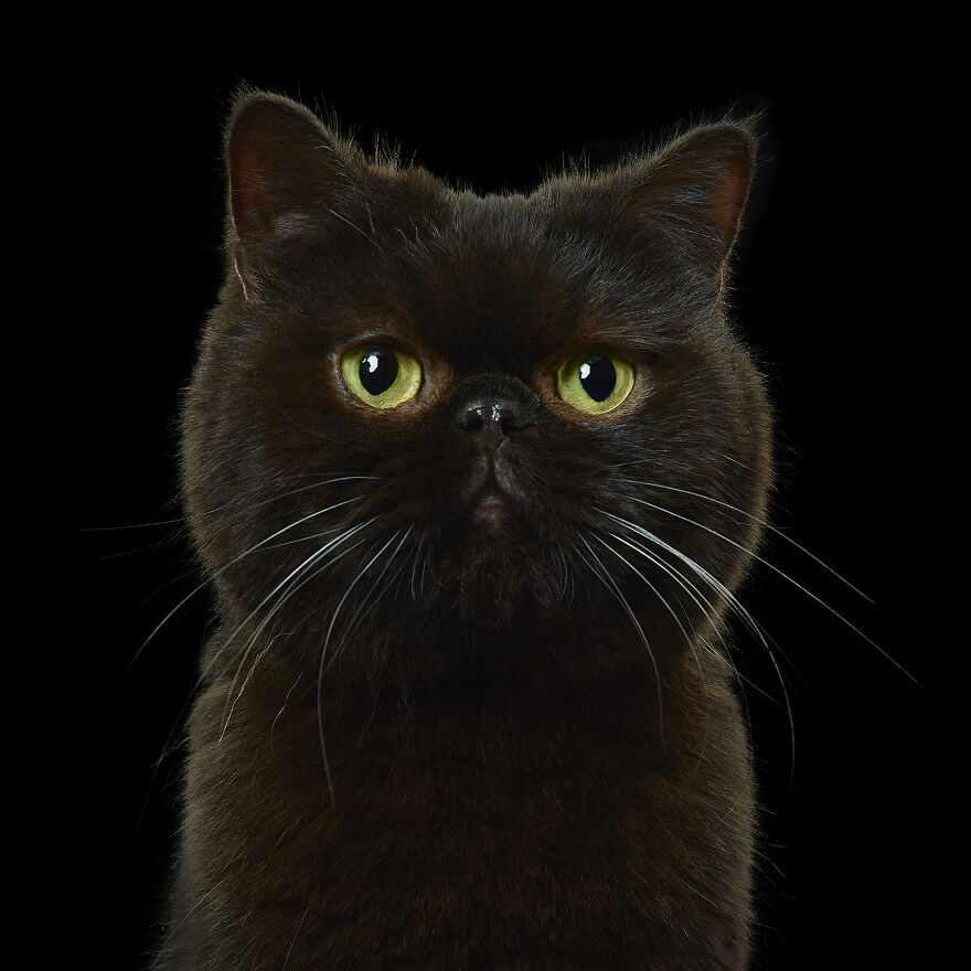 These Are Not Just Cats. They Are All Artists Of The Unique Cat Theater.