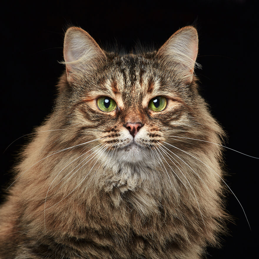 These Are Not Just Cats. They Are All Artists Of The Unique Cat Theater.