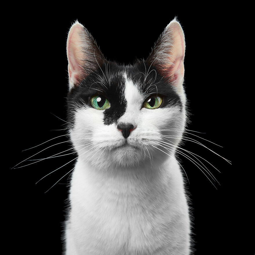 These Are Not Just Cats. They Are All Artists Of The Unique Cat Theater.