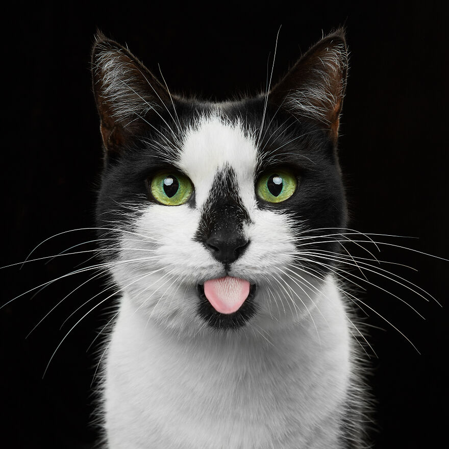 These Are Not Just Cats. They Are All Artists Of The Unique Cat Theater.