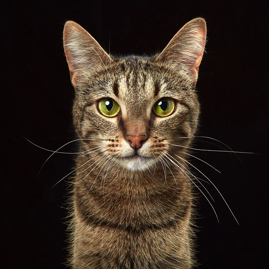 These Are Not Just Cats. They Are All Artists Of The Unique Cat Theater.