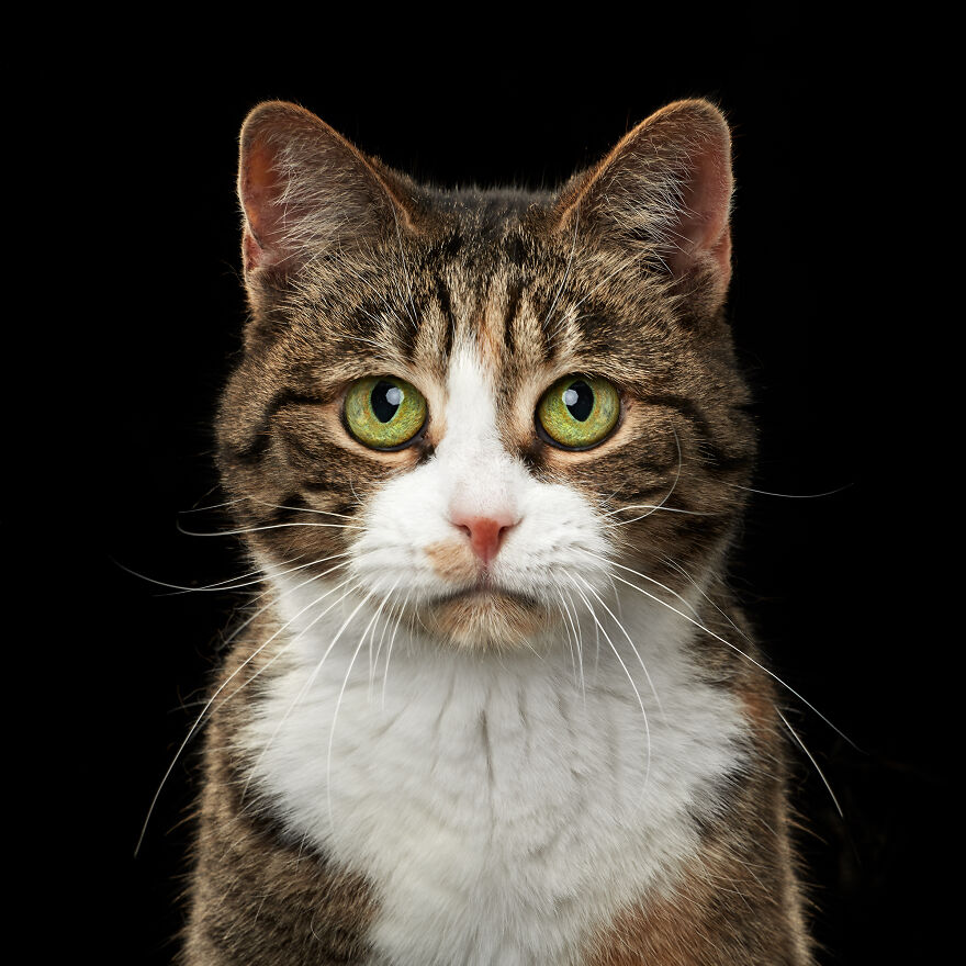 These Are Not Just Cats. They Are All Artists Of The Unique Cat Theater.