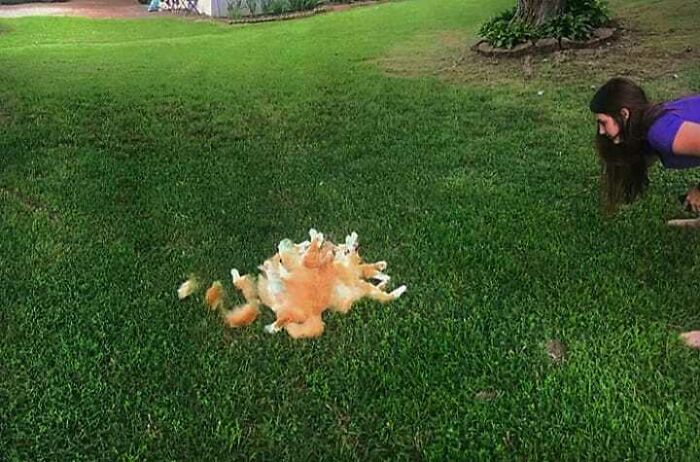 If You Can Count The Number Of Limbs In This Photo You Deserve An Award