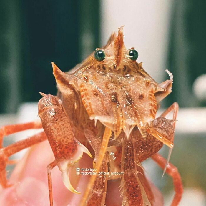 Sclerocrangon Ferox⠀⁣⁣