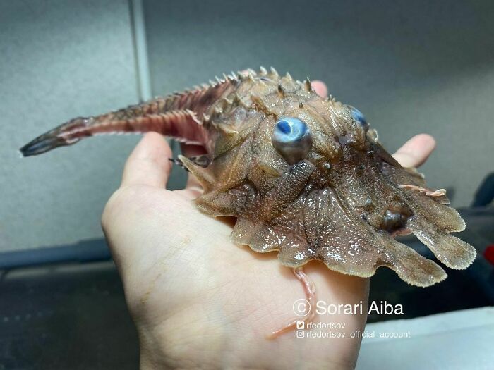 "I've Met A Very Unusual, Interesting Fish!"