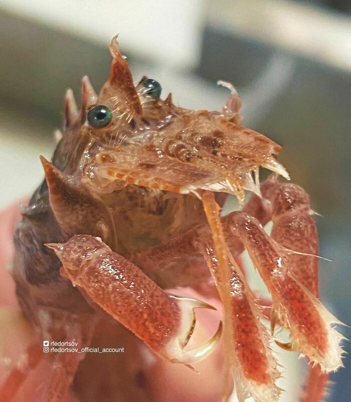 "Pretty Bering’s Shrimp!⁣⁣"