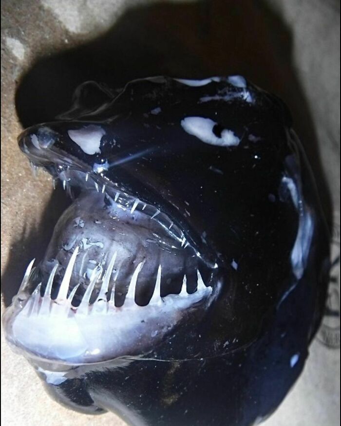 ⁣⁣"It’s Can-Opener Smooth Dream"