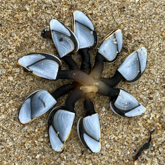 Goose Barnacles⁣⁣⠀