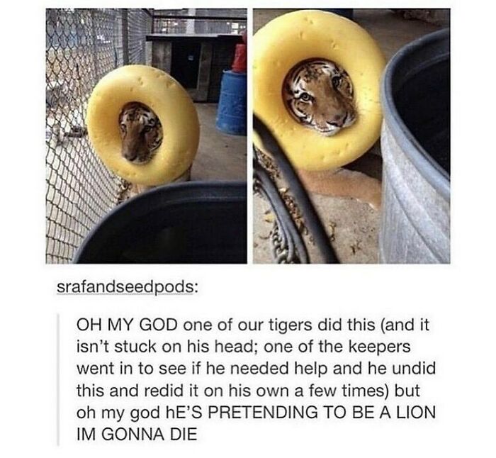 Humans-Of-Tumblr-Funny-Posts