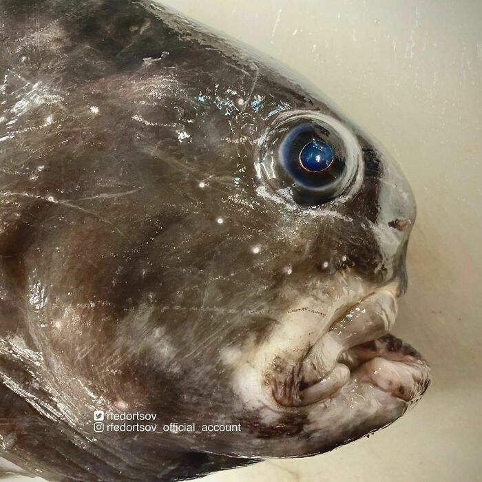 "Aquaman Actually Looks Very Different From Hollywood Is Trying To Show Us!⁣⁣ It’s Scary And Looks Like A Fish"