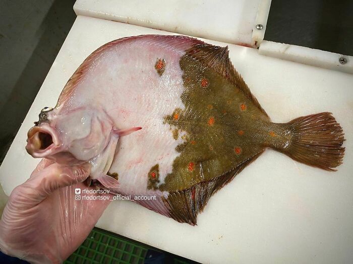 European Plaice
