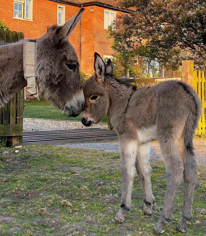 Adult donkey nuzzling a cute baby donkey in a grassy yard with a brick house and wooden fence in the background.