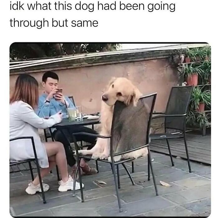 Sarcastic-Relatable-Memes