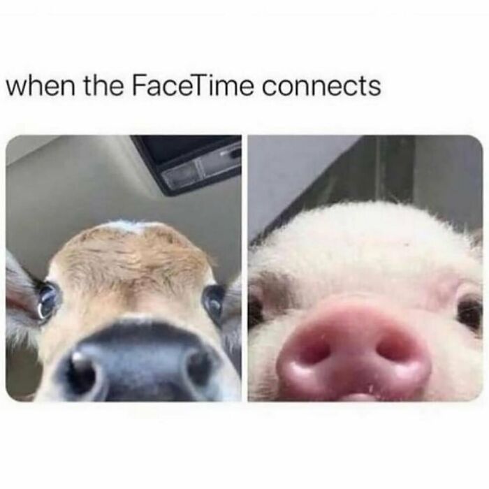 Sarcastic-Relatable-Memes