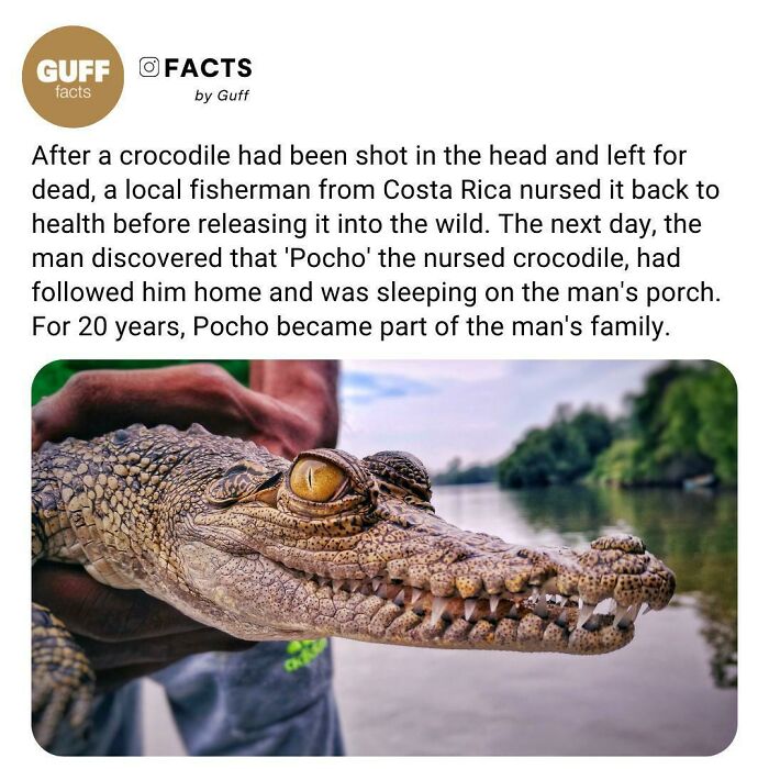 Close-up of a crocodile held by a person near water, illustrating interesting facts about our world shared by an Instagram account.