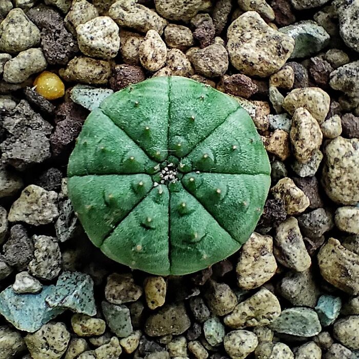 Obesa's Natural Symmetry