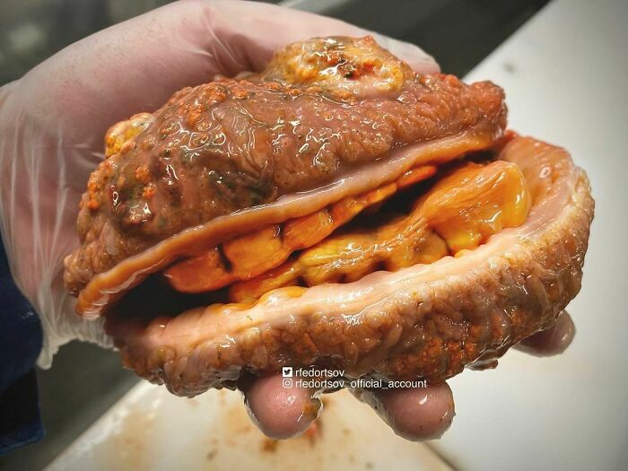 "Is It A Sea Cheeseburger With Teeth?"