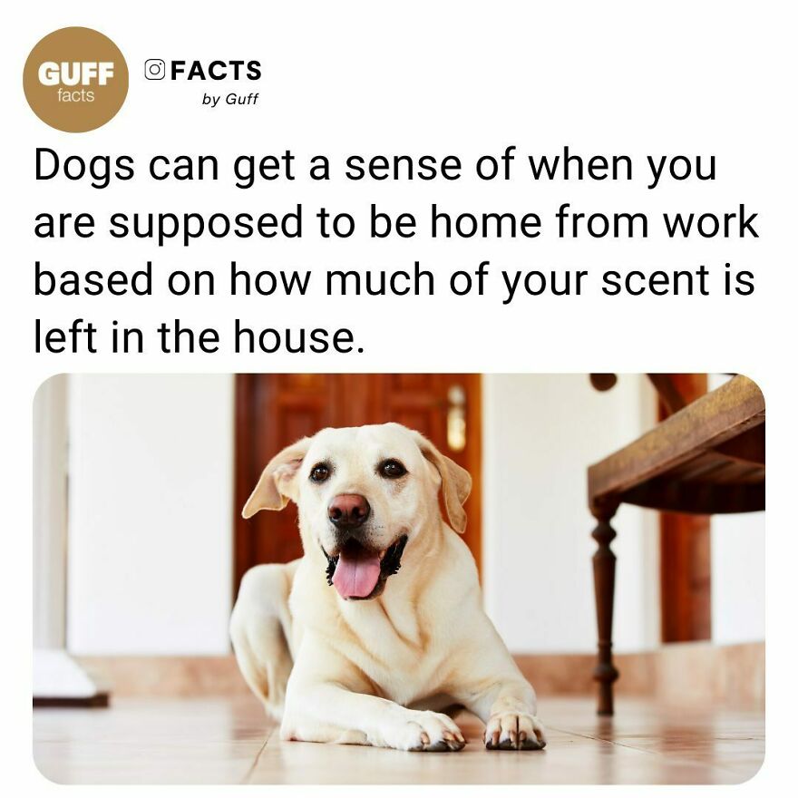 🐶 According To Researchers, “Dogs Smell Time.”⁠
⁠
their Powerful Noses Allow Them To Perceive The Passage Of Time. This Is Not Mystical Or Other Worldly. It’s Just That Dogs Can Understand Much About The Past Because Of The Extreme Sensitivity Of Their Noses.⁠
odors Change Over Time, Sometimes Predictably. When You Leave The House To Go To Work Each Day, The Smell Of You In The House Decreases With Each Hour Of Your Absence, And Your Dog Can Detect The Difference. Perhaps Your Dog Has Learned Through Repetition That When The Smell Of You Has Weakened To A Specific Degree, You Come Home. In Other Words, The Strength Of Your Odor Predicts The Time Of Your Return.⁠
⁠
this Degree Of Scent Discrimination Is Not Hard For Most Dogs. Many Dogs Can, For Example, Tell Which Way To Follow A Scent Trail By Heading From Where It Is Weakest (Oldest) To Where It Is Strongest (Most Recent) When The Difference Is Miniscule. Stronger Odors Are Often Newer And Weaker Ones Are Older. That Means That When Dogs Smell Weak Odors, They Are Perceiving Events Of The Past. Because Dogs Can Detect Both New And Old Odors, They Are Perceiving Events And Substances Across Intervals Of Time.⁠
⁠
_____⁠
⁠
🐕 Each Day, Even In The Same Place, Smells Help Dogs Understand The Passage Of Time. As Air Heats Up Over The Course Of The Day, Air Currents Change And Move Around In Space, Taking The Molecules Responsible For Odors With Them. Dogs, With Their Sensitive Noses And Large Olfactory Lobes Are Able To Sense The Movement And Presence Of Chemicals People Barely Sense If At All.⁠
though We Humans May Detect Daily Patterns In Light Or Even Sound, Our Ability To Smell Clues About The Passage Of Time, Is Barely Worth A Mention. Yet, Dogs Detect Odors That Reveal Past Happenings To Them In Complex Ways We Are Only Beginning To Understand.⁠
⁠
_____⁠
⁠
source: Link In Our Bio. 🔗