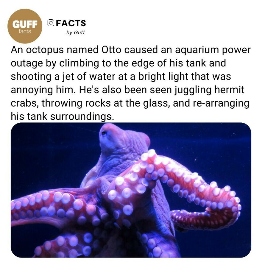 🐙 Otto The Octopus, The Six-Month-Old Rabble-Rouser, Had Climbed Up The Side Of His Tank And Was Squirting Water At The 2,000-Watt Spotlight Overhead. It Turns Out The Aquarium Staff Had Trained Otto To Aim And Squirt Water, But At Visitors, Not At The Lights. Otto Himself Had Made The Connection Between Turning Out The Lights And Causing A Commotion.⁠
⁠
nowadays, The People Of Coburg (A Town In Which Otto Is Situated In Germany) Are Coming Up With New Ways To Keep Otto Occupied, Like Giving Him A Chess Board.⁠
he Always Adapts To His Surroundings, But As Soon As A Chess Board Is In There, It's Just Black, White, Black, White. So, That Keeps Him Entertained For Quite A While. But One Time, He Just Didn't Want The Chess Board, And He Just Threw It Out Of The Aquarium.⁠
⁠
_____⁠
⁠
source: Link In Our Bio. 🔗