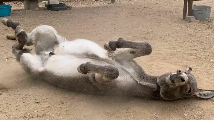 A cute donkey lying on its back rolling in the dirt, showcasing the playful side of donkeys.