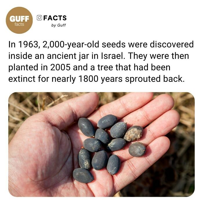 Hand holding ancient seeds that sprouted into a tree, illustrating interesting facts about our world from an Instagram account.