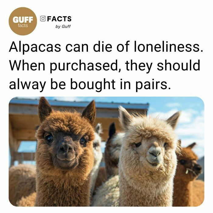 Two alpacas close up with a fact about alpacas shared on an Instagram account featuring interesting world facts.