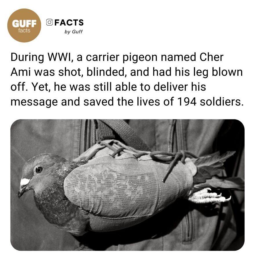 🐦 Cher Ami (French For “Dear Friend,” In The Masculine) Was A Male Homing Pigeon Who Had Been Donated By Britain To The U.S. Army Signal Corps In France During World War I. He Is Famous For Delivering A Message From An Encircled Battalion Despite Serious Injuries During The Meuse-Argonne Offensive, October 1918.⁠
"Cher Ami" Was Dispatched With A Note, Written On Onion Paper, In A Canister On His Right Leg;⁠
"We Are Along The Road Parallel [sic] To 276.4. Our Own Artillery Is Dropping A Barrage Directly On Us. For Heavens Sake Stop It."⁠
⁠
_____⁠
⁠
🇩🇪 As Cher Ami Tried To Fly Back Home, The Germans Saw Him Rising Out Of The Brush And Opened Fire. After Several Seconds, He Was Shot Down But Managed To Take Flight Again. He Arrived Back At His Loft At Division Headquarters 25 Miles (40 Km) To The Rear In Just 25 Minutes, Helping To Save The Lives Of The 194 Survivors. He Had Been Shot Through The Breast, Blinded In One Eye, And Had A Leg Hanging Only By A Tendon. Cher Ami Became The Hero Of The 77th Infantry Division. Army Medics Worked To Save His Life. When He Recovered Enough To Travel, The Now One-Legged Bird Was Put On A Boat To The United States, With General John J. Pershing Seeing Him Off.⁠
⁠
_____⁠
⁠
source: Link In Our Bio. 🔗