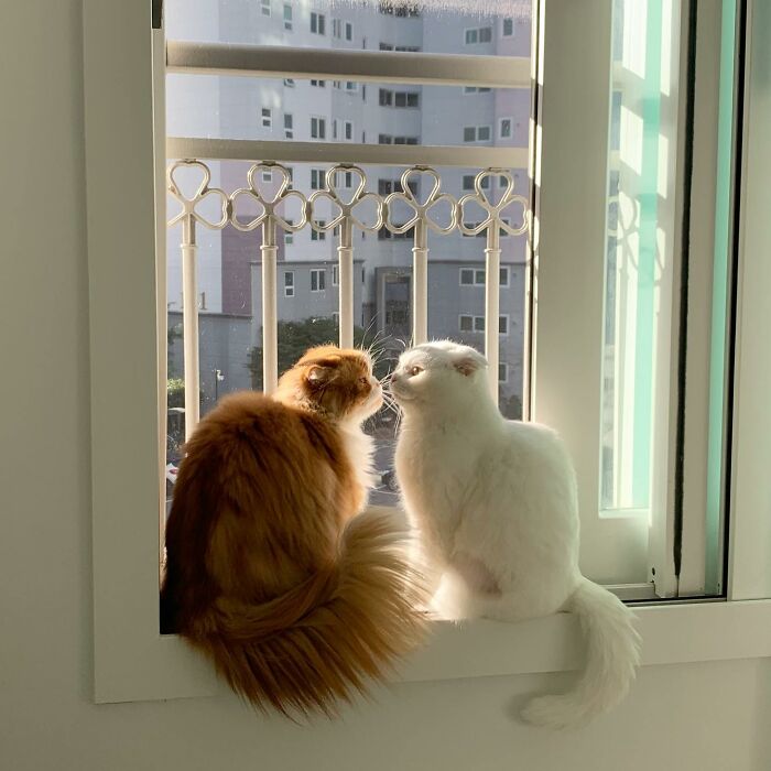 Cat Refuses Owner’s Attempts At Cuddling, And It Has Gone Viral On The Internet Cat Refuses Owner’s Attempts At Cuddling, And It Has Gone Viral On The Internet