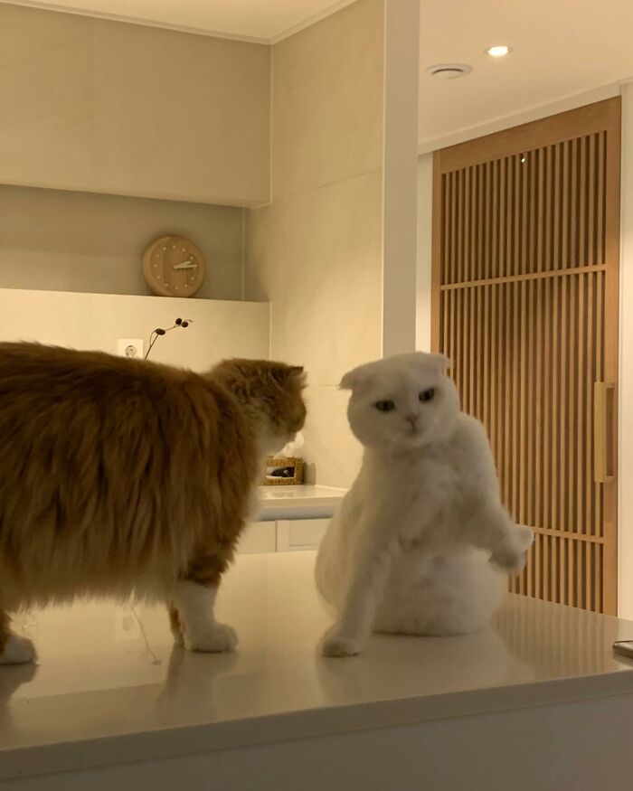 Cat Refuses Owner’s Attempts At Cuddling, And It Has Gone Viral On The Internet Cat Refuses Owner’s Attempts At Cuddling, And It Has Gone Viral On The Internet